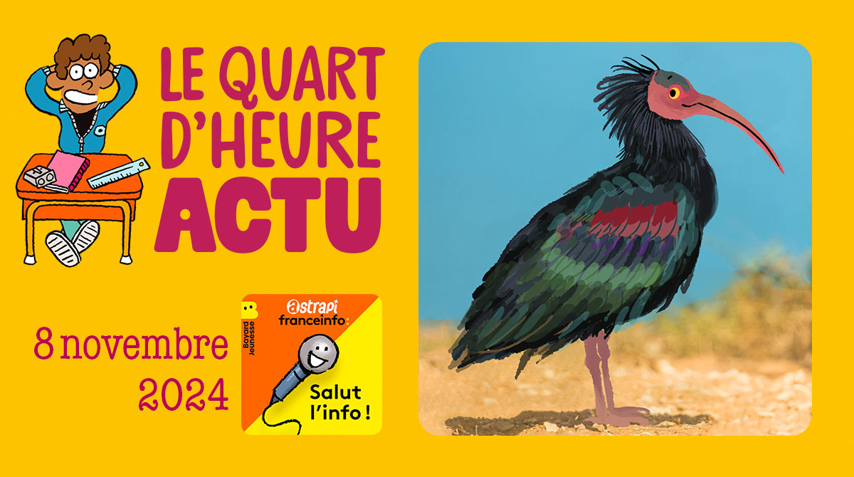 Salut l'info ! Quart d'heure Actu du 8 novembre 2024. Le grand retour des ibis chauves. Illustrations : El don Guillermo et Zelda Zonk.